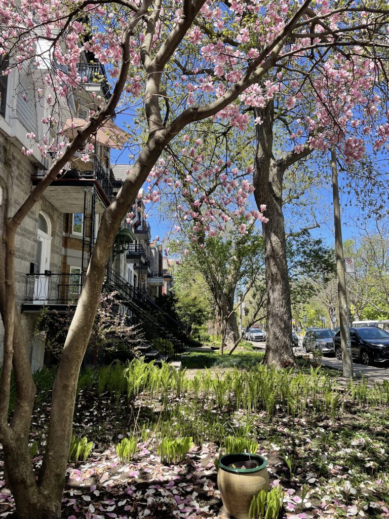 Arbre en fleurs dans le quartier du Plateau à Montréal, Québec, Canada