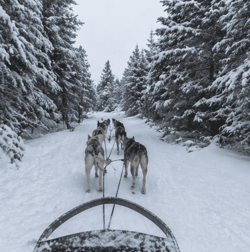 Chien de traineau et paysages hivernaux au Québec, Canada