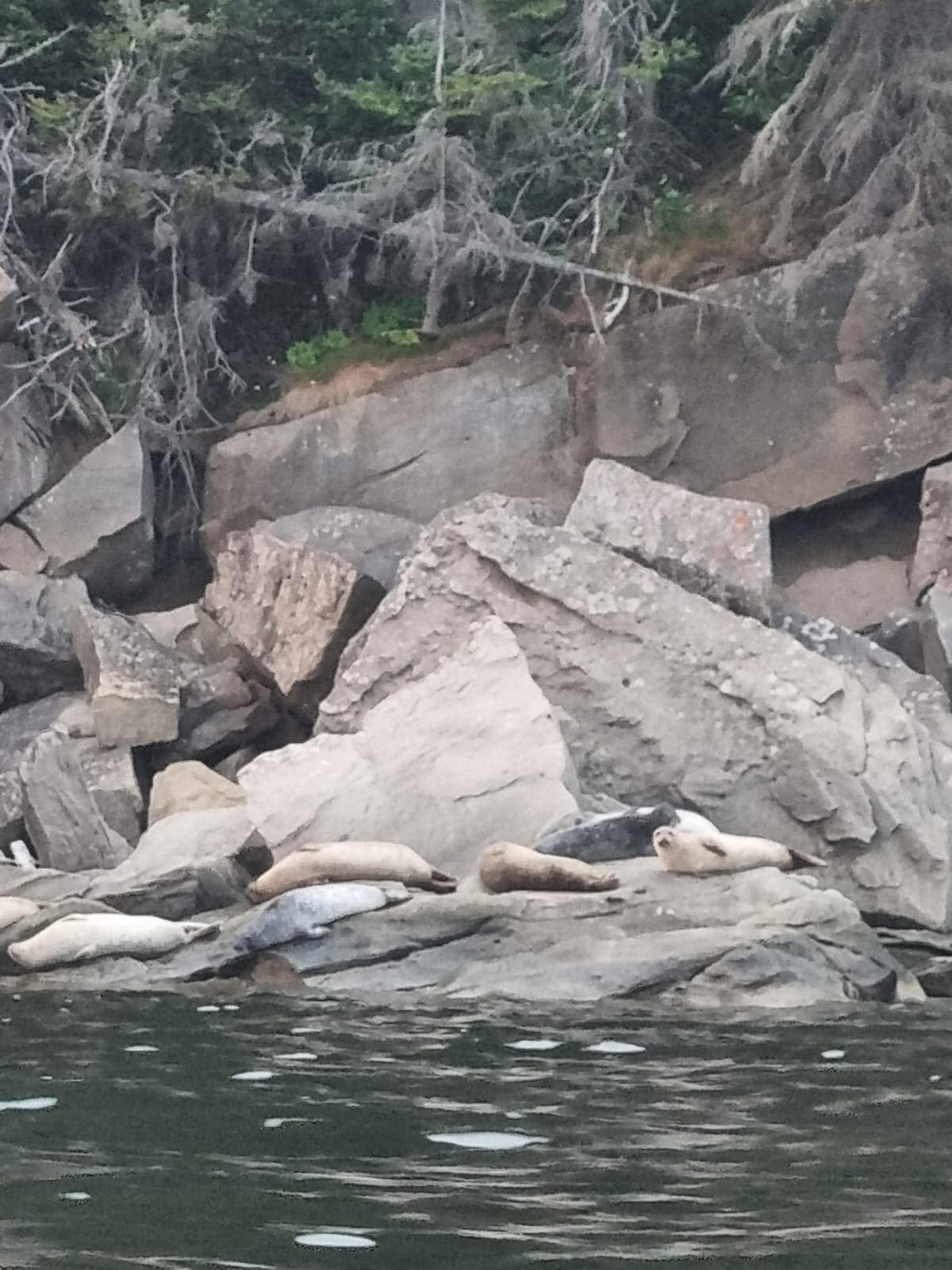 Echouerie de phoques dans la Baie de Gaspé, Parc National de Forillon, Gaspésie, Québec, Canada