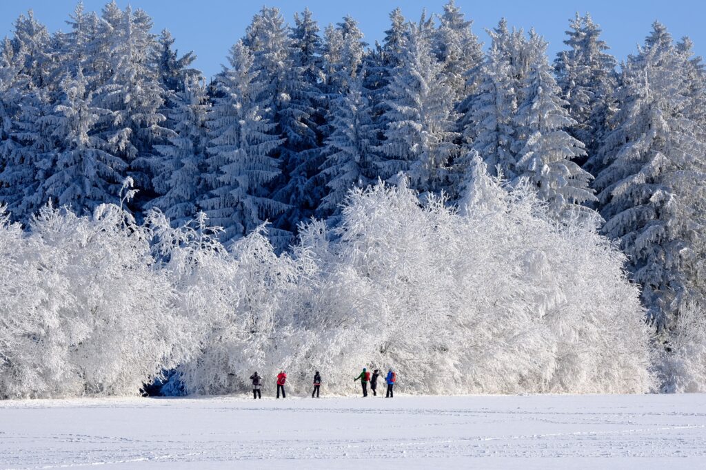 Hiver en Mauricie au Québec : forêt enneigée